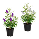 Bild 1 von GARDENLINE Sommerflieder „Summer Teens“