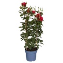 Bild 1 von GARDENLINE Duftrose „Renaissance Poulsen“