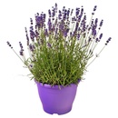 Bild 1 von GARDENLINE Lavendel