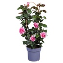 Bild 3 von GARDENLINE Duftrose „Renaissance Poulsen“