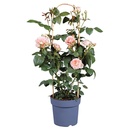 Bild 2 von GARDENLINE Duftrose „Renaissance Poulsen“