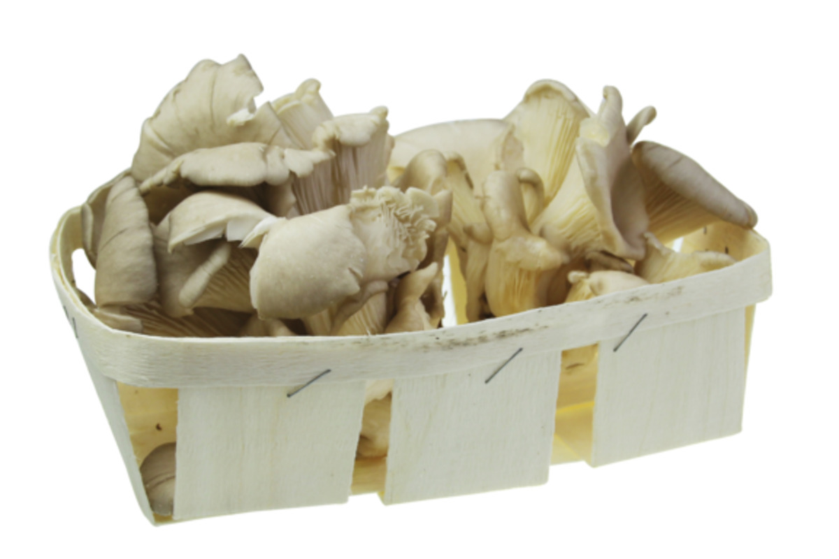 Bild 1 von Austernpilze