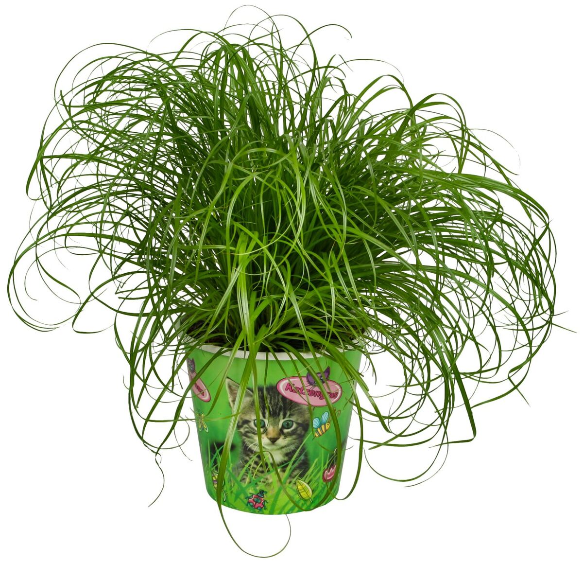 Bild 1 von Katzengras