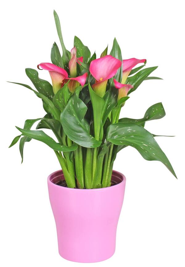 Bild 2 von Zimmerpflanze