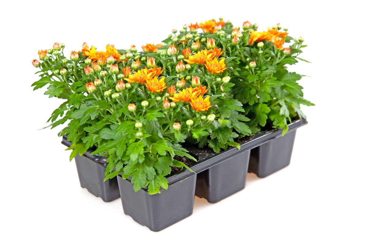 Bild 1 von Chrysanthemen  6 Pflanzen im Tray