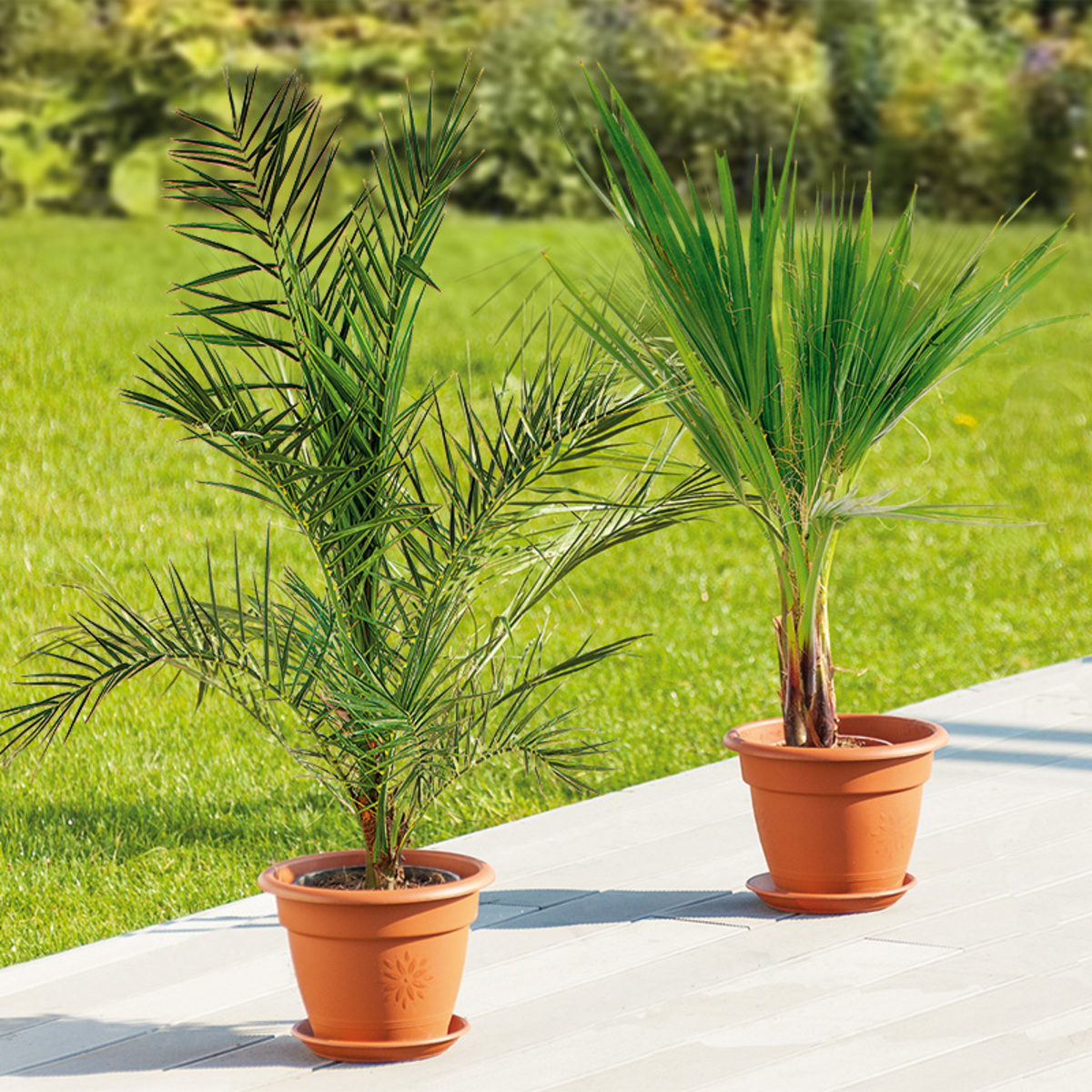 Bild 1 von Große Terrassenpalme