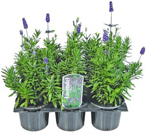 Lavendel 6 Pflanzen im Tray