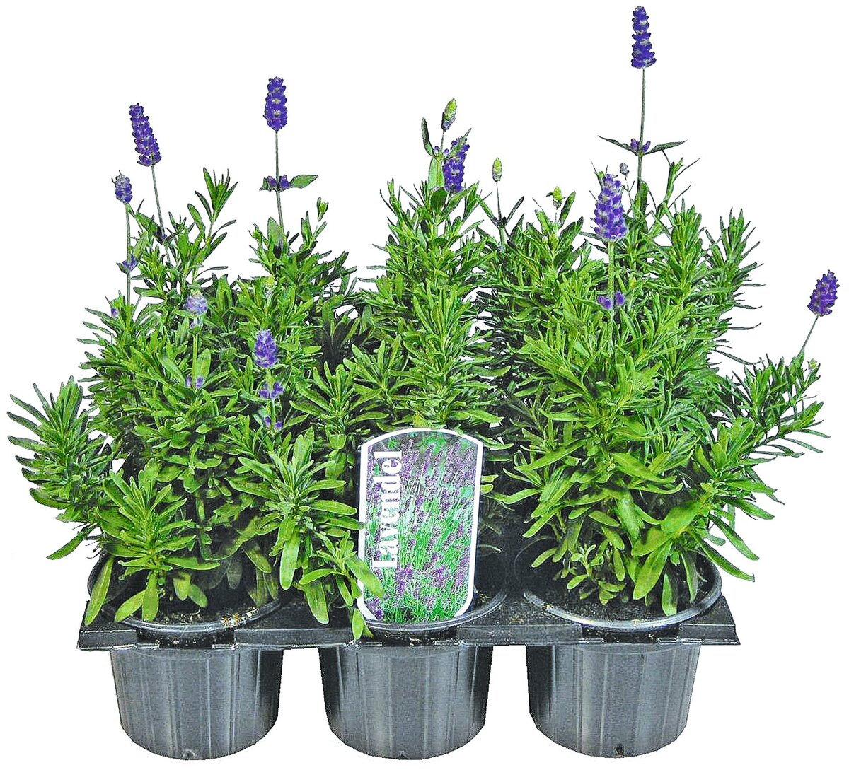 Bild 1 von Lavendel 6 Pflanzen im Tray