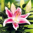 Bild 1 von Lilien Starlight Express