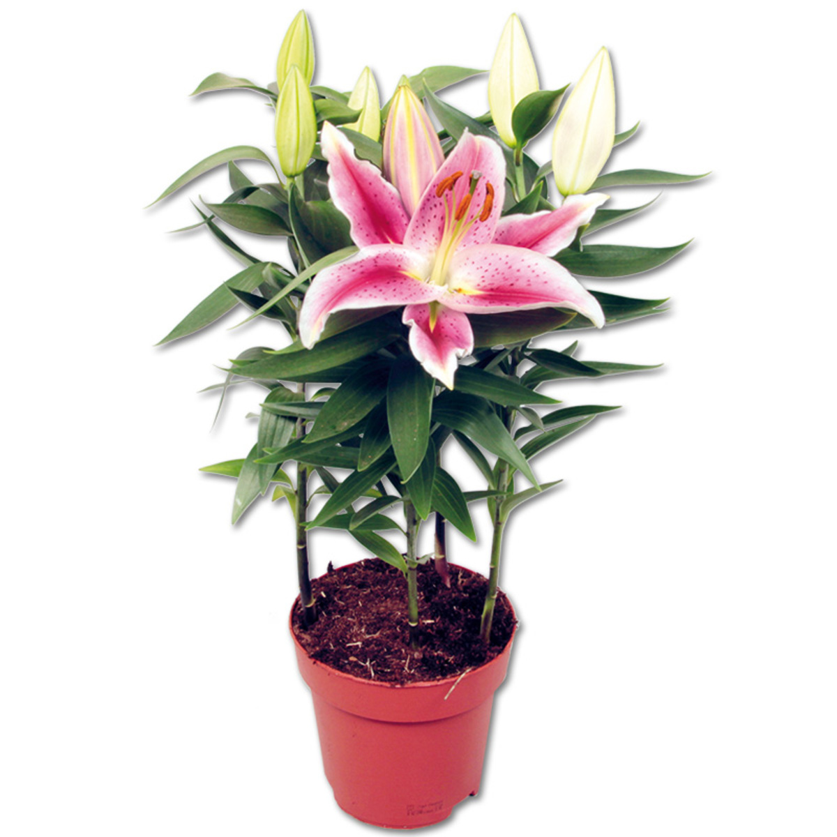 Bild 2 von Lilien Starlight Express