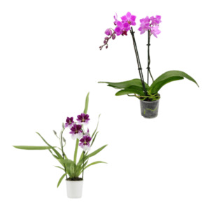 GARDENLINE Phalaenopsis / Orchideen