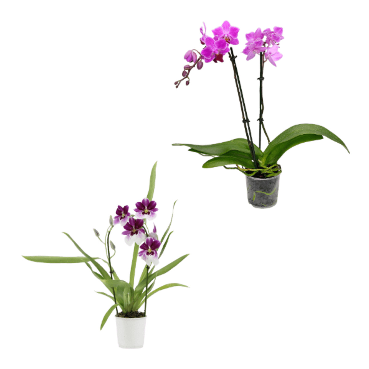 Bild 1 von GARDENLINE Phalaenopsis / Orchideen