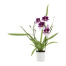 Bild 2 von GARDENLINE Phalaenopsis / Orchideen