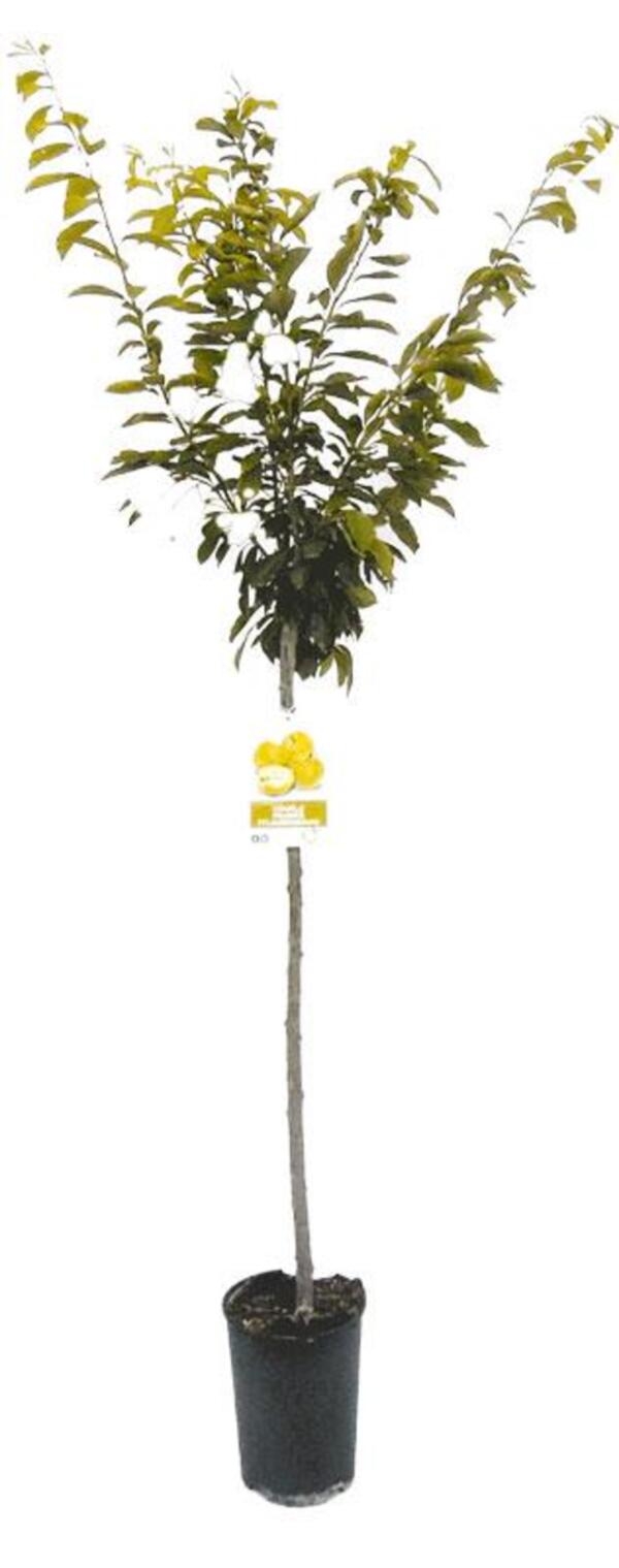 Bild 2 von Obstgehölz