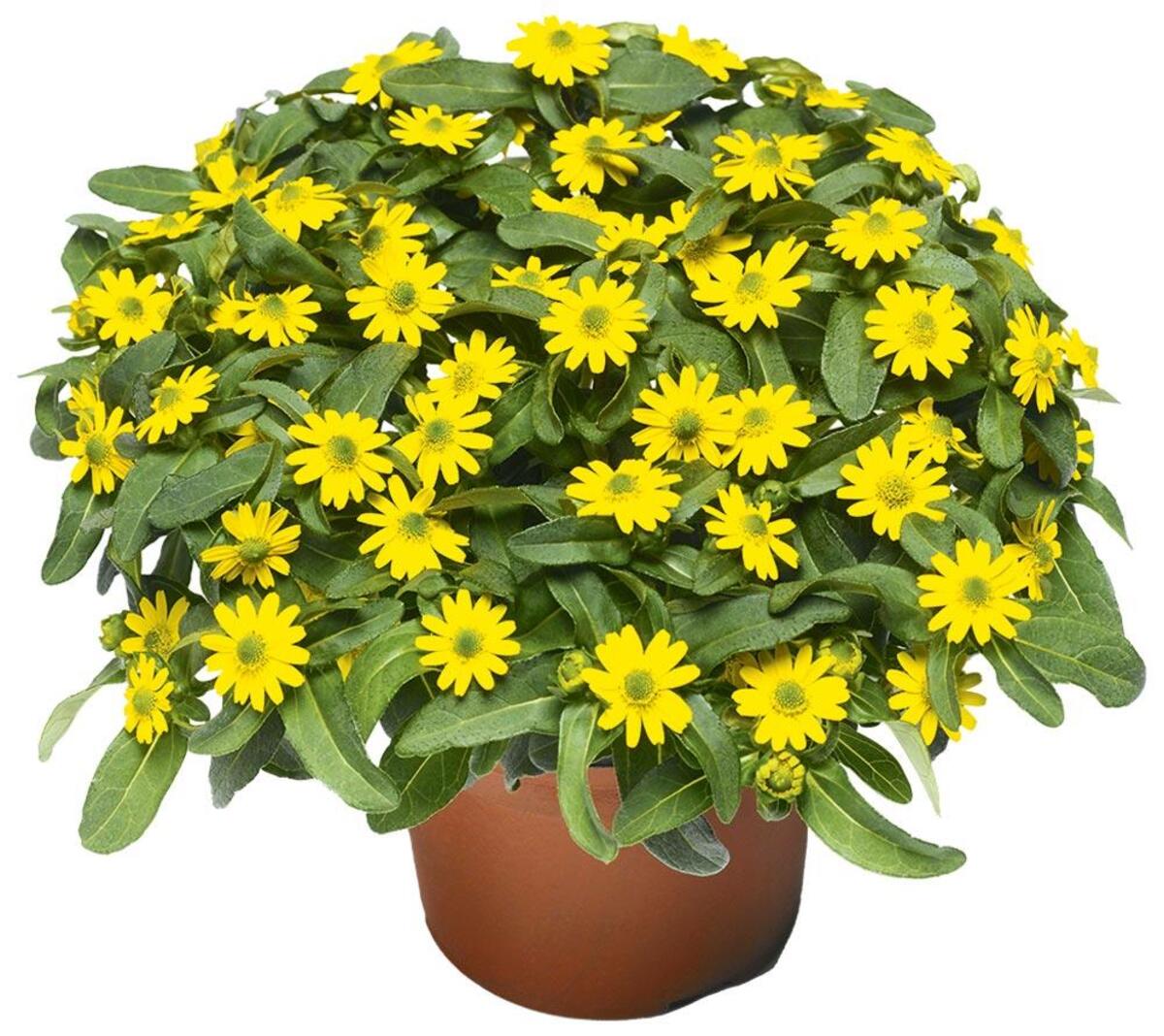 Bild 4 von Beetpflanzen