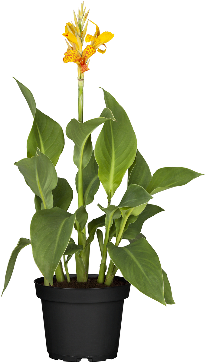 Bild 1 von Indisches Blumenrohr Canna in Sorten Farben Mix H 40 cm 5 L Container