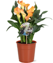 Bild 1 von Zantedeschia Calla 12 cm Topf