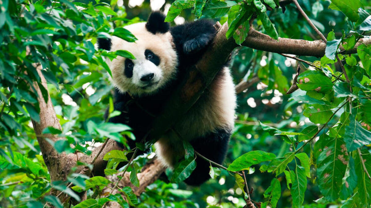 Bild 1 von Rundreisen China: Rundreise von Peking bis Hongkong