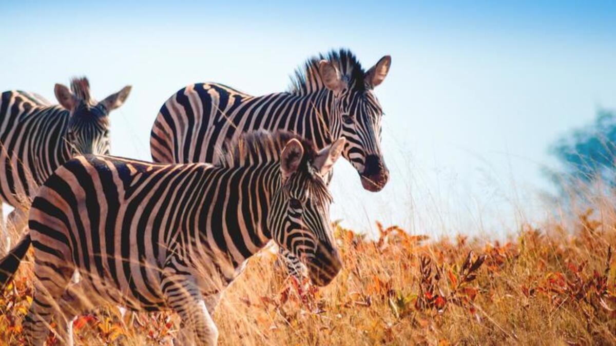 Bild 1 von Rundreisen Südafrika: Erlebnisreise ab/an Johannesburg
