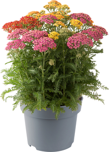 Schafgarbe Achillea Trio Mix  H 40 cm 5 L Container