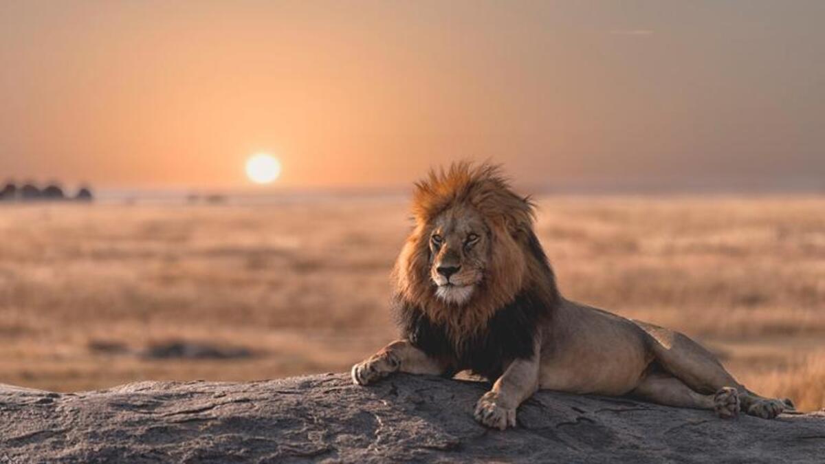 Bild 1 von Rundreisen Kenia, Tansania & Sansibar: Kombinationsreise ab Mombasa mit Badeaufenthalt