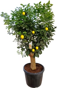 Citrus Lemon Zitruspflanze 180 - 200 cm hoch 110 Liter Container