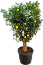 Bild 1 von Citrus Lemon Zitruspflanze 180 - 200 cm hoch 110 Liter Container