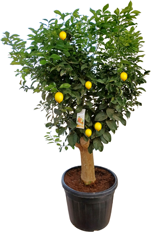 Bild 1 von Citrus Lemon Zitruspflanze 180 - 200 cm hoch 110 Liter Container