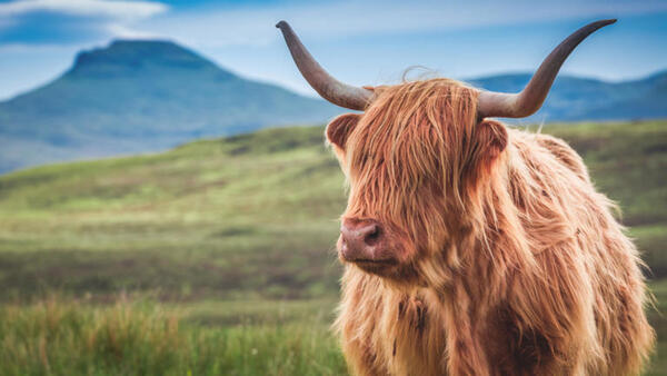 Bild 1 von Rundreisen Großbritannien - Schottland: Rundreise ab/an Edinburgh inkl. Isle of Skye