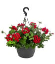 Bild 1 von Geranie Pelargonium Caliente 27 cm Topf