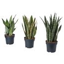 Bild 1 von SANSEVIERIA  Pflanze, versch. Arten 21 cm