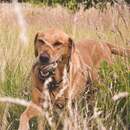 Bild 3 von Beco Hundespielzeug Hanf Schlaufe Größe M