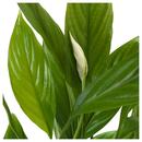 Bild 2 von SPATHIPHYLLUM  Pflanze, Einblatt 24 cm