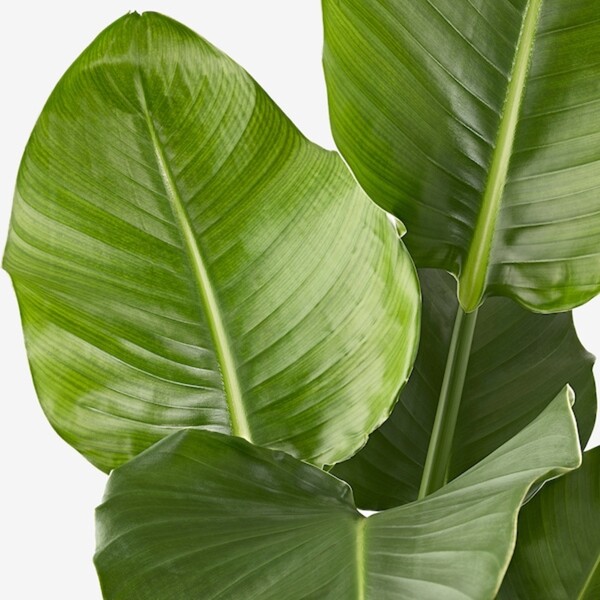 Bild 3 von STRELITZIA Pflanze, Strelitzie