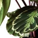 Bild 4 von CALATHEA  Pflanze, Korbmarante/versch. Arten 19 cm