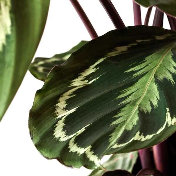 Bild 4 von CALATHEA  Pflanze, Korbmarante/versch. Arten 19 cm