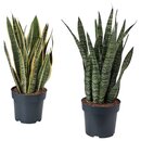 Bild 2 von SANSEVIERIA  Pflanze, versch. Arten 21 cm