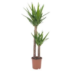 YUCCA ELEPHANTIPES
					
				 Pflanze