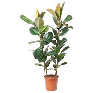 FICUS ELASTICA ROBUSTA Pflanze, 2 Stängel