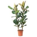 Bild 1 von FICUS ELASTICA ROBUSTA Pflanze, 2 Stängel