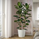 Bild 2 von FICUS ELASTICA ROBUSTA Pflanze, 2 Stängel