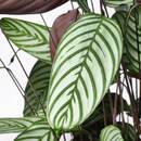 Bild 3 von CALATHEA Pflanze, Korbmarante