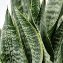 Bild 4 von SANSEVIERIA  Pflanze, versch. Arten 21 cm