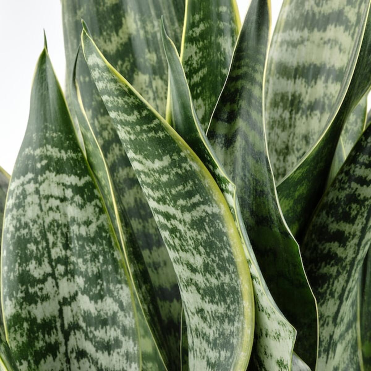 Bild 4 von SANSEVIERIA  Pflanze, versch. Arten 21 cm