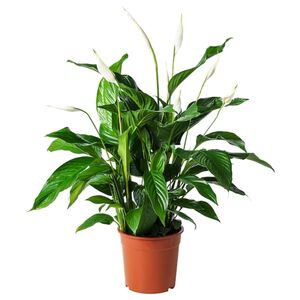 SPATHIPHYLLUM  Pflanze, Einblatt 24 cm