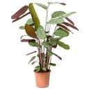 Bild 1 von CALATHEA Pflanze, Korbmarante