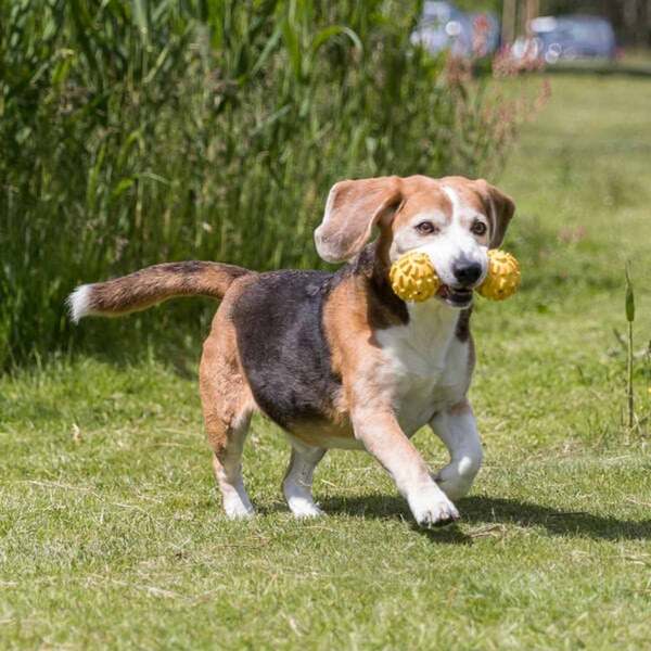 Bild 3 von Trixie Hantel mit Schelle Naturgummi 17cm