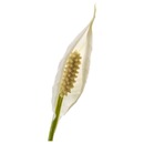 Bild 3 von SPATHIPHYLLUM  Pflanze, Einblatt 24 cm