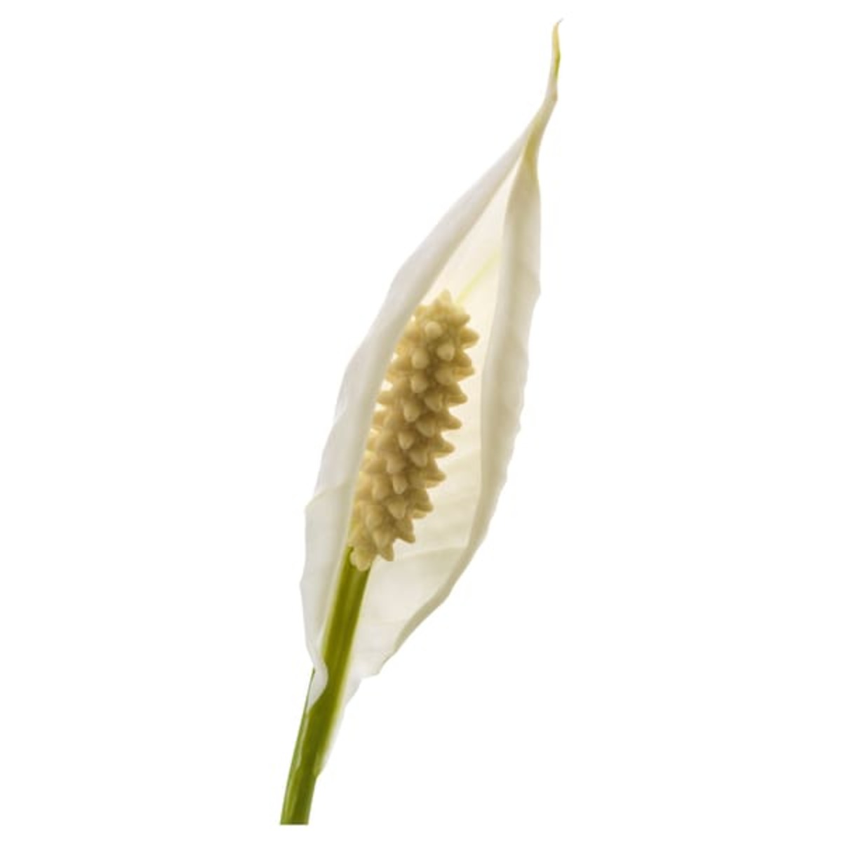Bild 3 von SPATHIPHYLLUM  Pflanze, Einblatt 24 cm