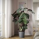 Bild 2 von CALATHEA Pflanze, Korbmarante